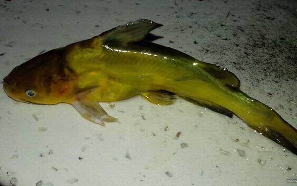 丸世5号鱼钩适合钓什么鱼?