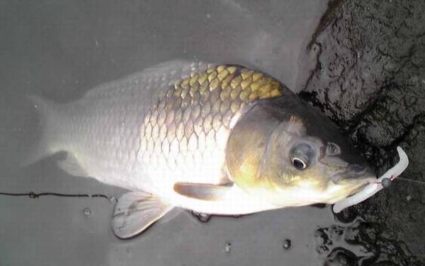 溪流钩适合钓什么鱼?