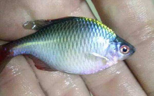 1号袖钩可以钓什么鱼?