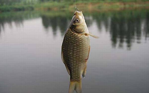 1号袖钩可以钓什么鱼?