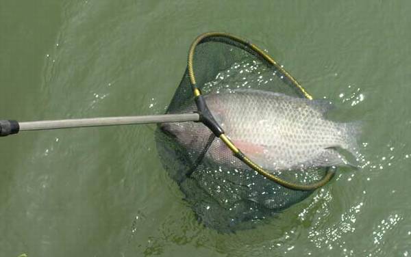 2号伊豆鱼钩适合钓什么鱼?