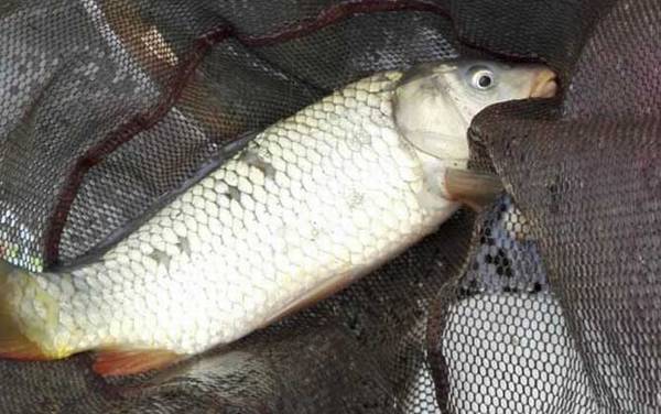 伊势尼鱼钩适合钓什么鱼?