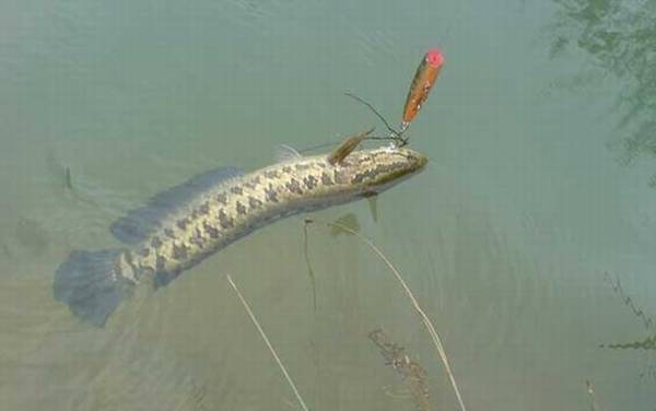 ·�ǵ�����ʲô�ߺã�