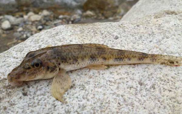 Ϫ������ʲô���飿