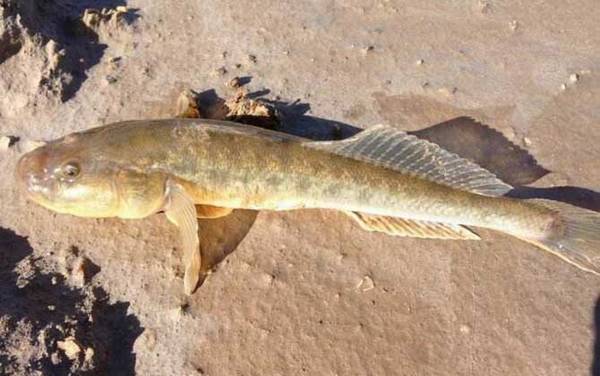 Ϫ������ʲô���ͣ�