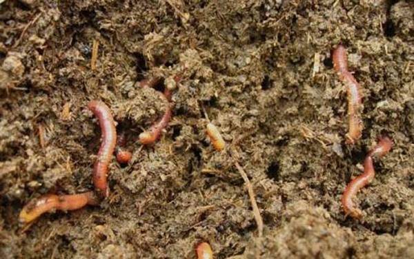 Ϫ����Ҫʲôװ����