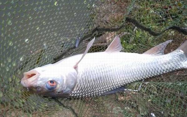 钓草鱼用几号钩合适?