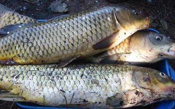 钓草鱼用几号钩合适?