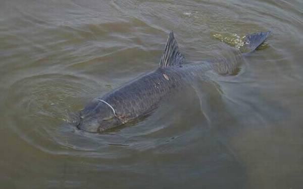 钓青鱼用什么线组?