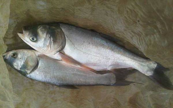 ��������ʲô���飿