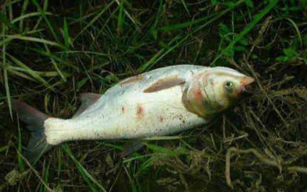 钓鲢鱼用几号钩?