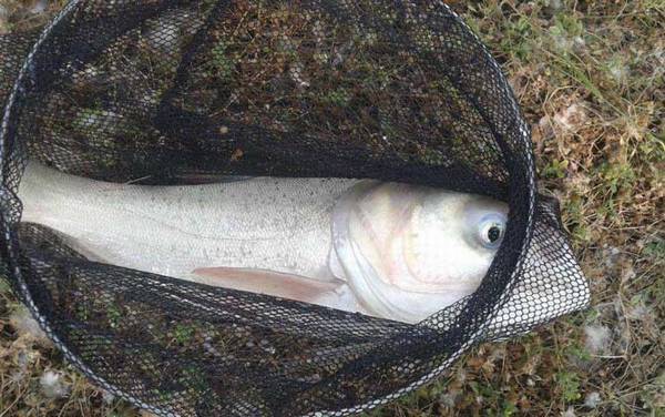 钓鳙鱼用什么钓组?