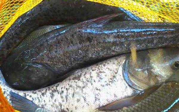 钓鳙鱼用什么钓组?