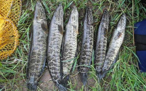 ��������ʲô���飿