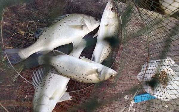 �������ü�������ã�