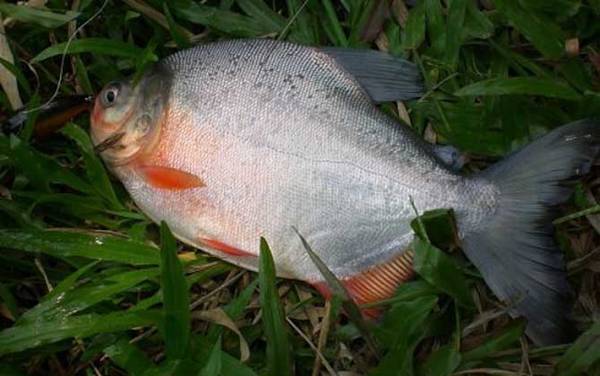 钓鲳鱼用什么线组?