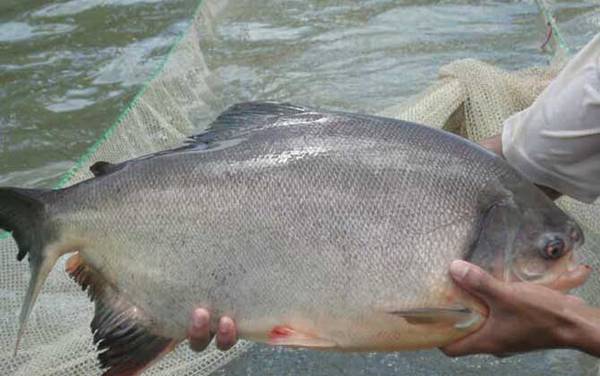 ��������ʲô����