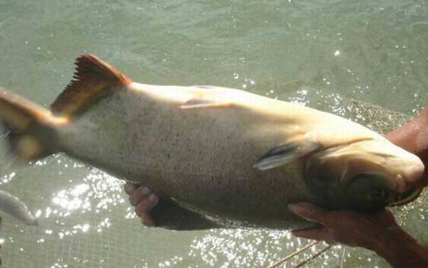 ��������ʲô����