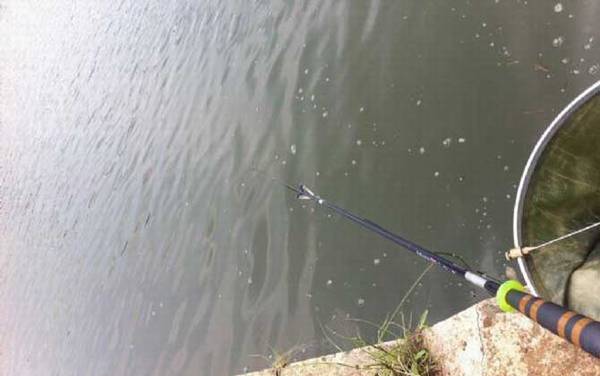 钓罗非鱼用什么钓具?