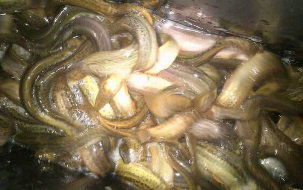 ��������ʲô����ã�