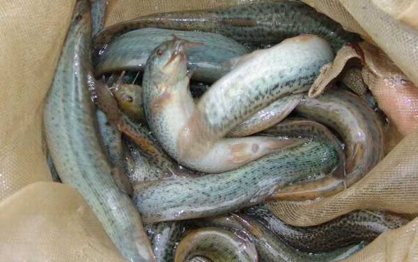 ��������ʲô����ã�