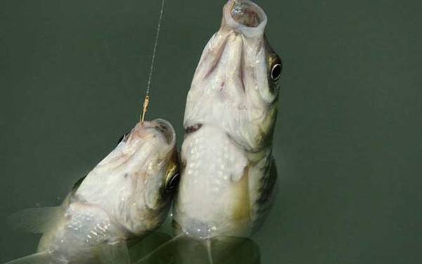 ��������ʲô���ߣ�