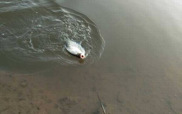 ��������ʲô���ߣ�