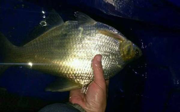 ��������ʲô���ߣ�