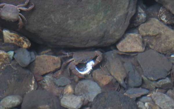 ���з��ʲô���ߣ�