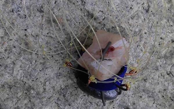 ���з��ʲô���ߣ�