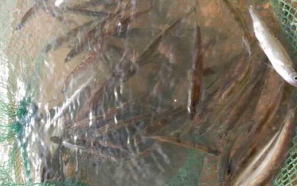 钓白条鱼用什么钩好?