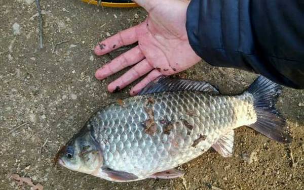 钓鲫鱼用几号线?