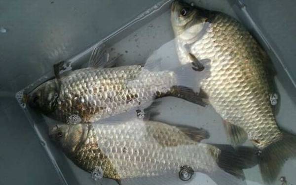 钓鲫鱼用几号线?