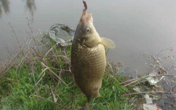 钓鲫鱼用几号线?