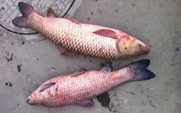 �������ü��Ź���