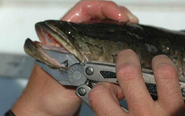 钓黑鱼用什么鱼钩?