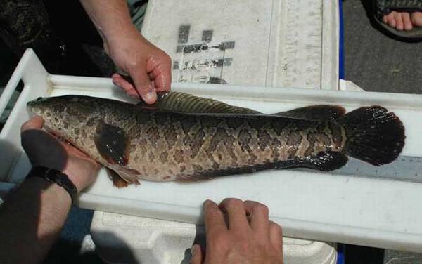 钓黑鱼用什么鱼钩?