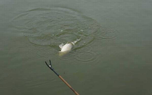 钓鲫鱼用什么漂最好?