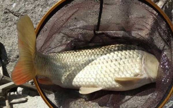 钓鲤鱼用什么钩最好?