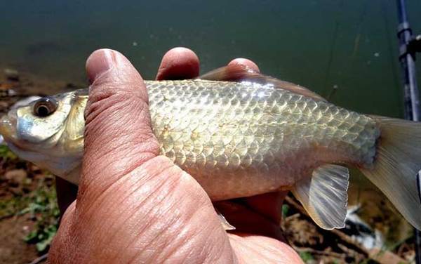 ����������ü����乳��