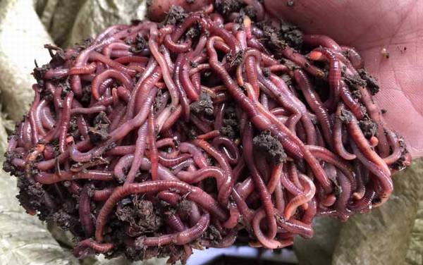 传统钓草洞用多长的竿?