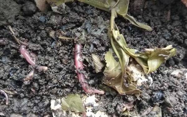 ��ͳ���೤����ͺ��ʣ�