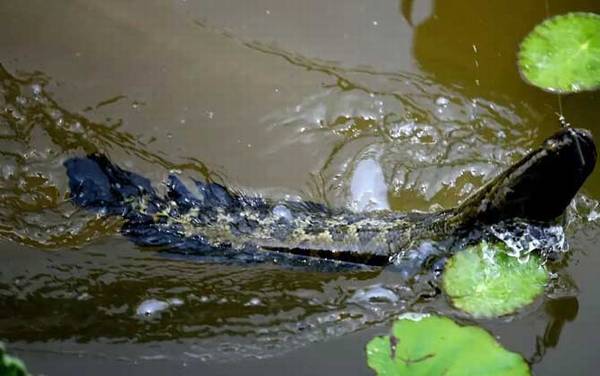 ��ͳ��������ʲô��ͣ�