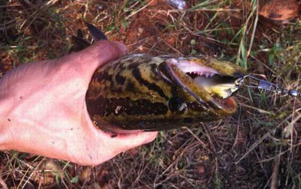 ��ͳ��������ʲô��ͣ�