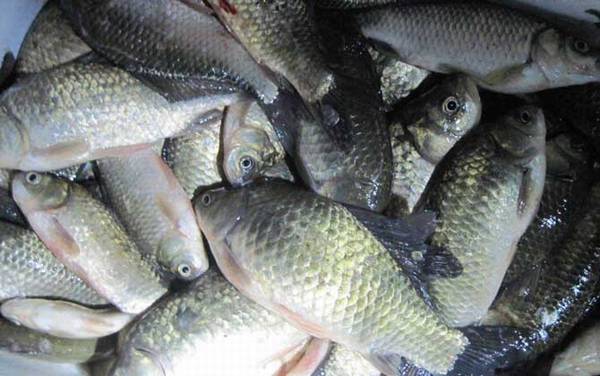 ��ͳ�������ö೤����ͣ�