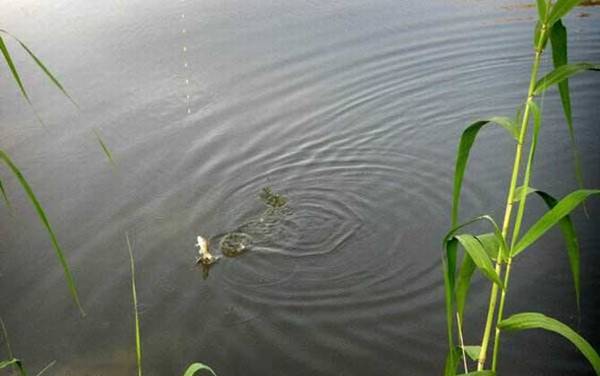 ��ͳ����೤���ߣ�