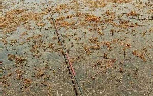 ��ͳ����೤���ߣ�