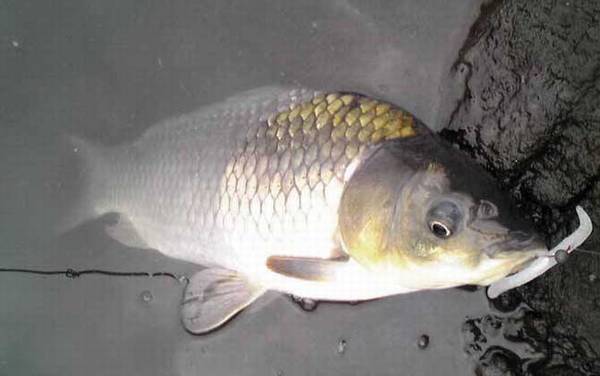 野钓用什么鱼竿最好?