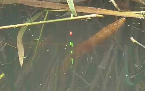 野钓怎么选择浮漂?