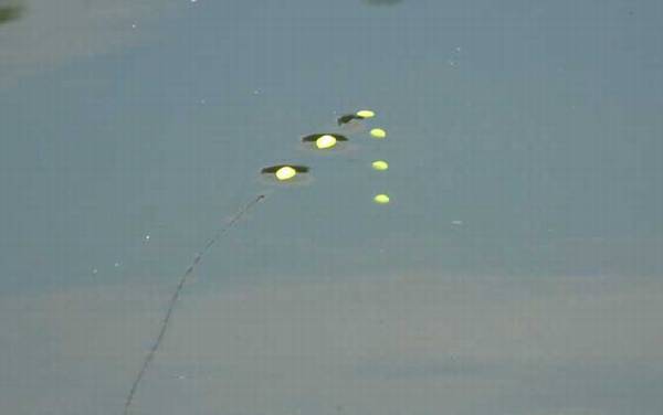 立漂和七星漂哪个好用?